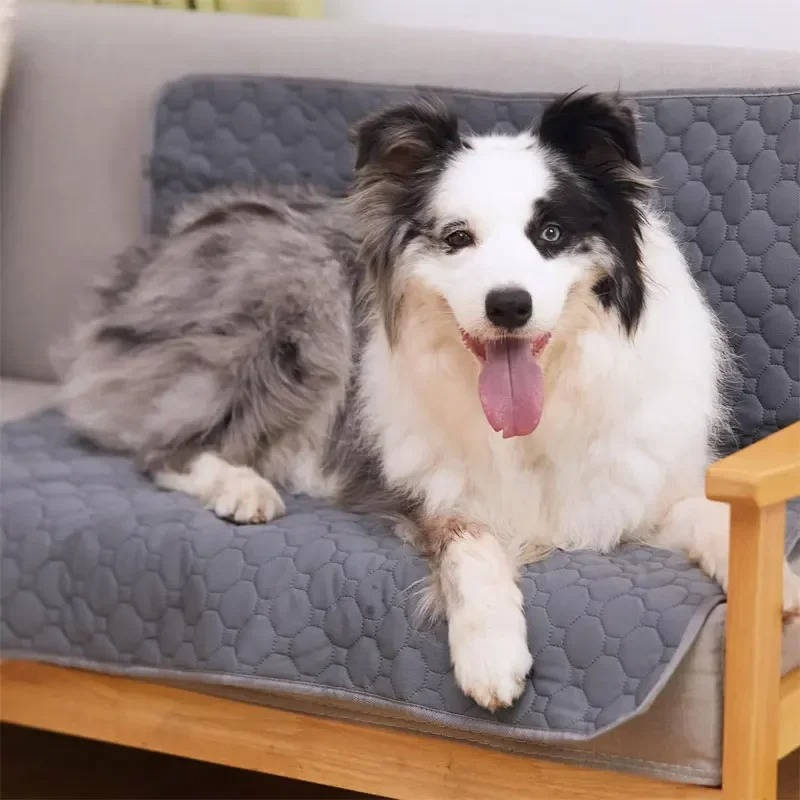 Empapadores para Perros Desechables y Reutilizables