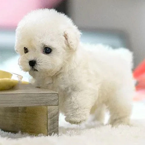 Perrito de Peluche Interactivo Realista