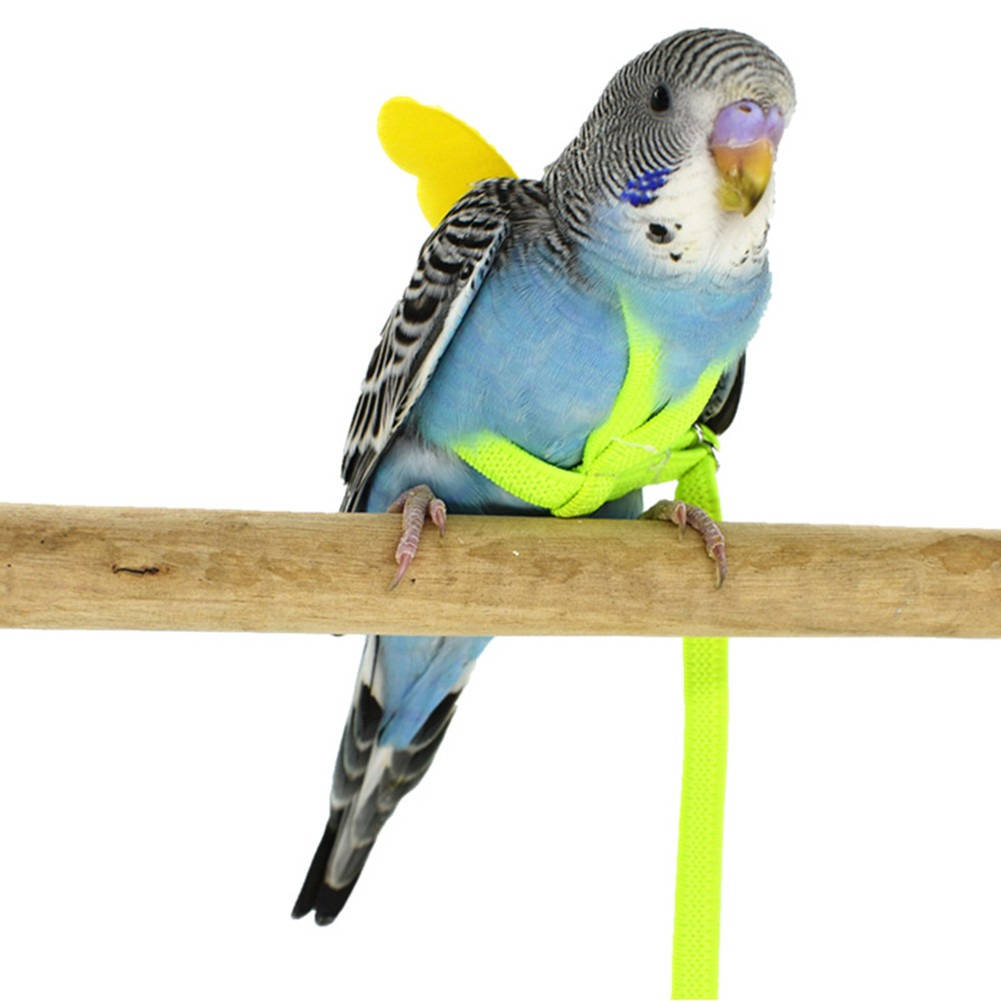Arnés para loros