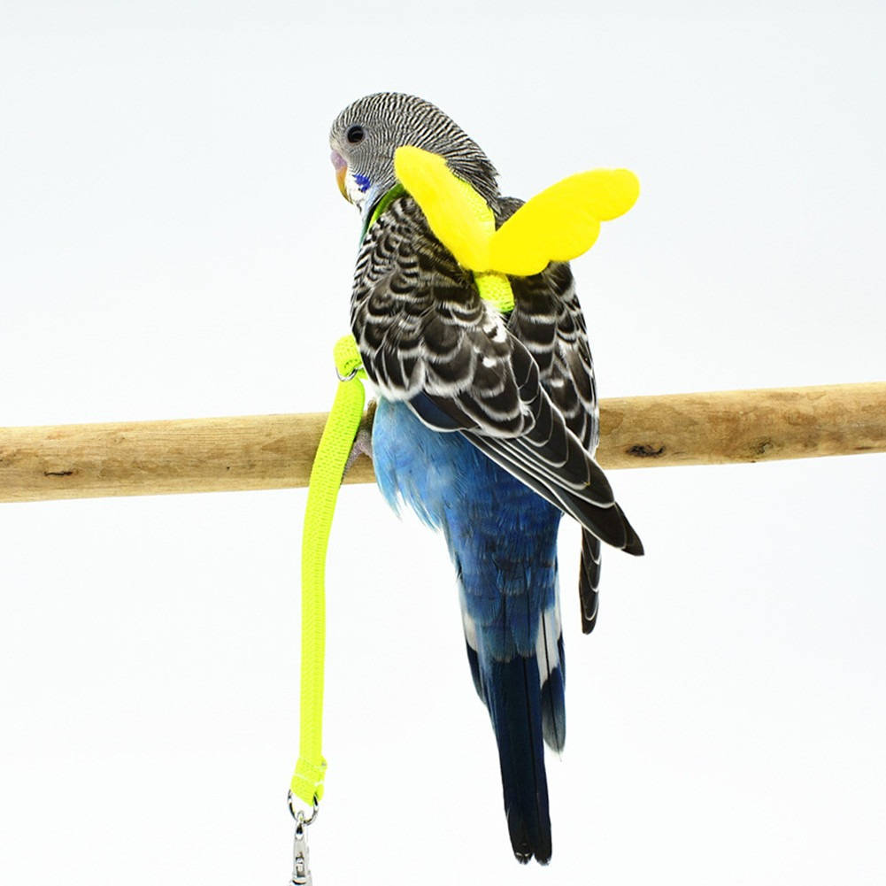 Arnés para loros