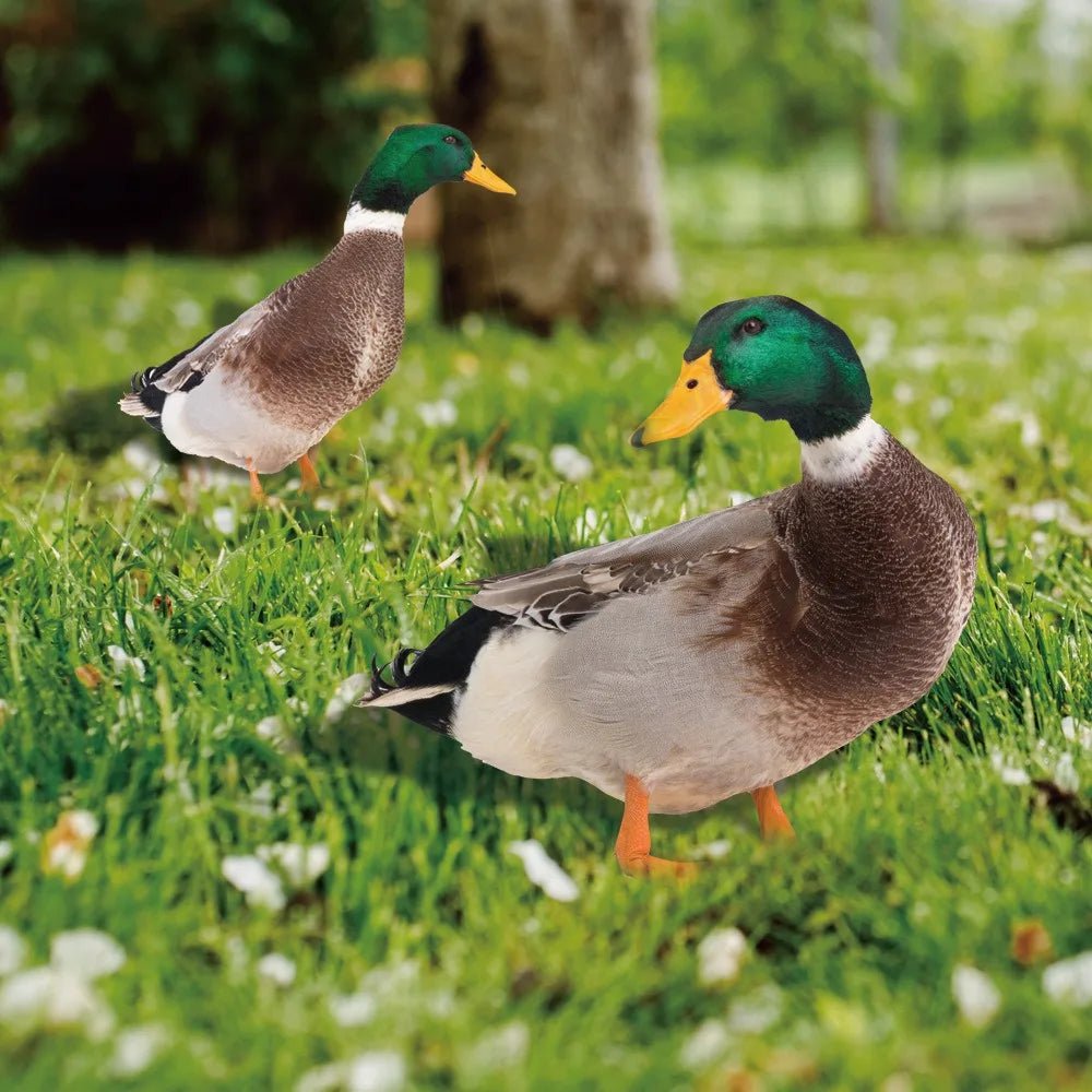 Outdoor Duck Decoration - TRENDVYO